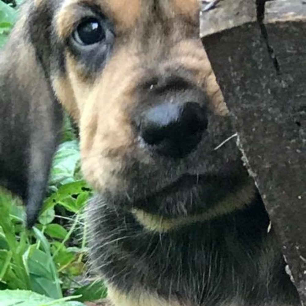 Meet your Posher,  Hank